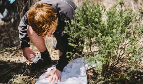 Male secondary student studying seeds on a groundsheet, Kosciuszko National Park. Credit: Remy Brand &copy; Remy Brand/DCCEEW