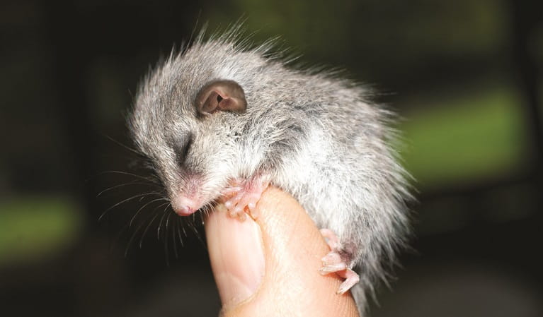 Sleeping pygmy possum clutching tightly on to finger. Photo: Janet Mayer