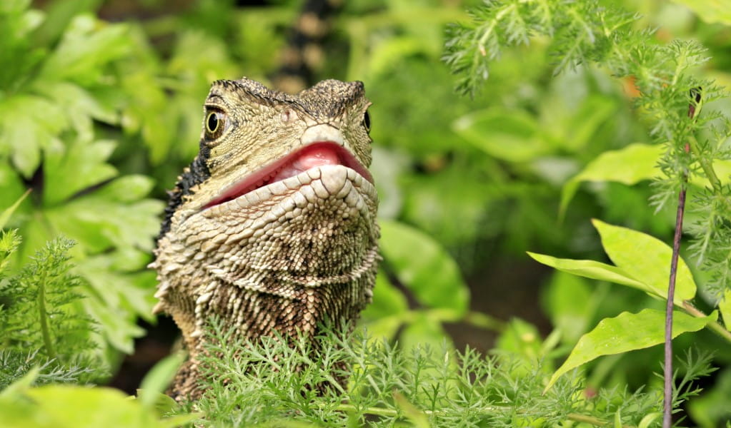 An eastern water dragon surrounded by foliage. Photo: © Rosie Nicolai
