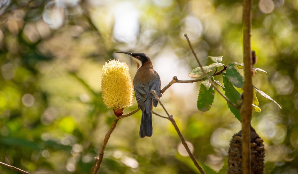 An eastern spinebill perched next to a banksia flower. Photo &copy; Tristan Guillemin
