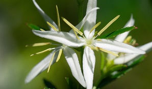 Close up of the white star-shaped flowers of the threatened Haloragodendron lucasii plant. Photo: Chantelle Doyle © UNSW
