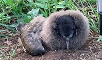 A shearwater chick on the ground with grass in the background. Photo: Paul Nunn