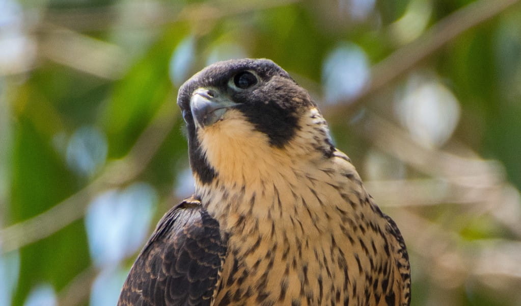 A peregrine falcon on a tree branch. Photo: Anthony Belton &copy; DPE