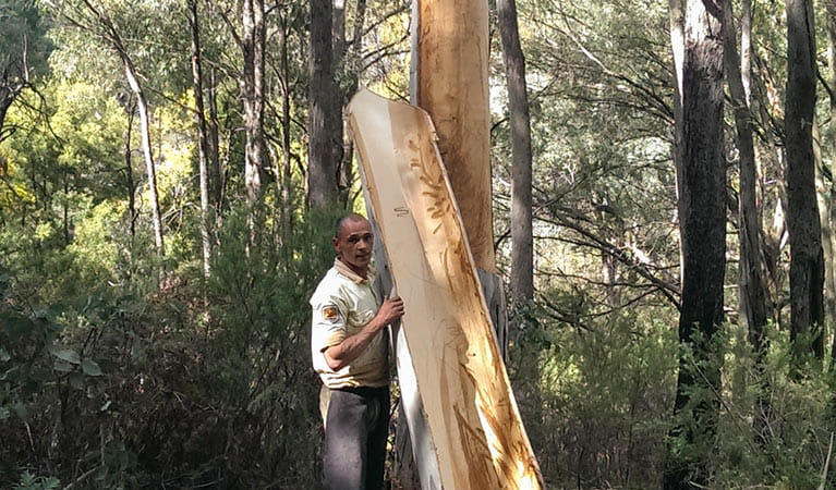 Aboriginal Discovery ranger carving the bark from a tree, Kosciuszko National Park. Photo: Talea Bulger