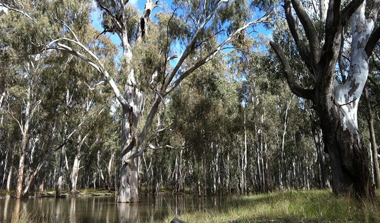 Ecological thinning trial in river red gum forests, Murray Valley National Park. Photo: Emma Gorrod