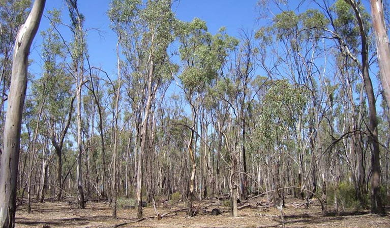 Ecological thinning trial in River Red Gum forests, Murray Valley National Park. Photo: Danielle Macallister