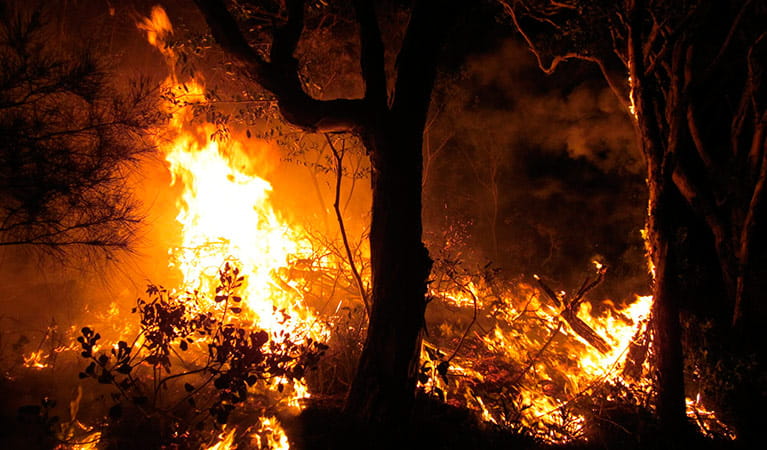 Fire burning shrubs and trees during a hazard reduction burn. Photo: E Claussen