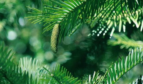 Male pollen cone of a critically endangered Wollemi pine tree. Photo: Jaime Plaza &copy; Botanic Gardens Trust