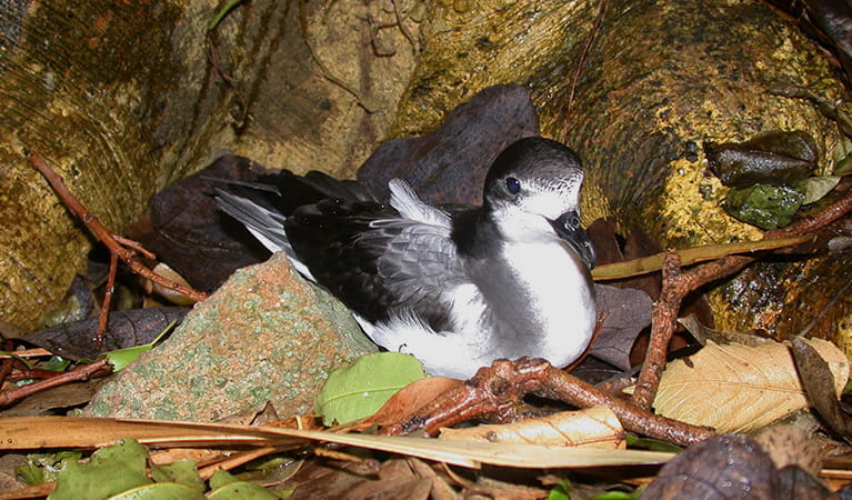 An adult Gould's petrel sits on leaf litter on the ground at Cabbage Tree Island. Photo: Nicolas Carlile &copy; DCCEEW