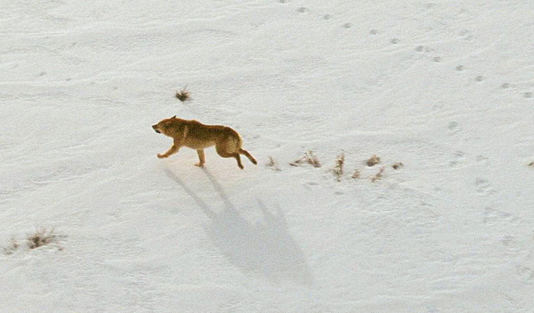 Wild dog running through the snow, Feral Animal Aerial Shooting Team (FAAST). Photo: A Moriaty