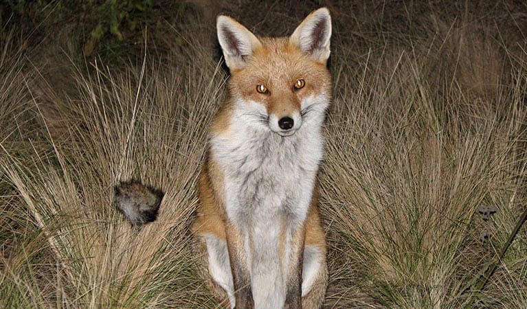 Fox (Vulpes linnaeus). Photo: Jodie Dunn