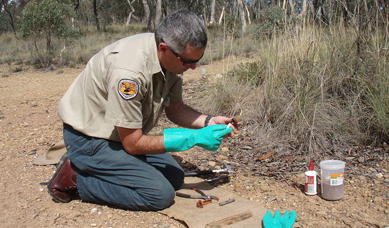 NPWS field officer setting up a fox trap. Photo: OEH