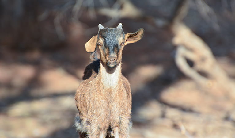 Wild goat in western NSW. Photo: Allan McLean