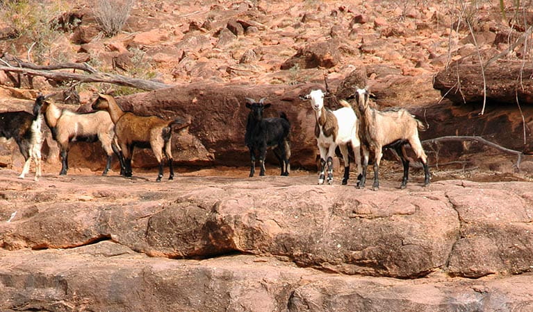 A herd of goats, Gundabooka National Park. Photo: Andrew Drane