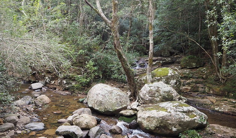 A shallow creek in Minnamurra Rainforest, Budderoo National Park. Photo: Meagan Vella/OEH