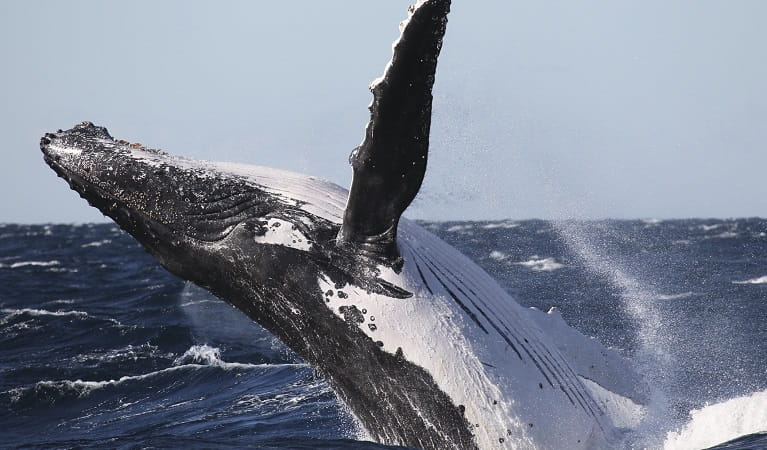 Humpback whale breaching. Photo: OEH