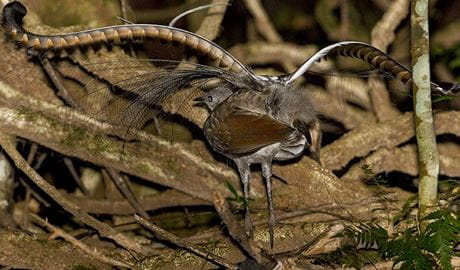 Superb lyrebird showing tail feathers, walking on the forest floor. Photo credit: Albert Schulte &copy; Inala Nature Tours