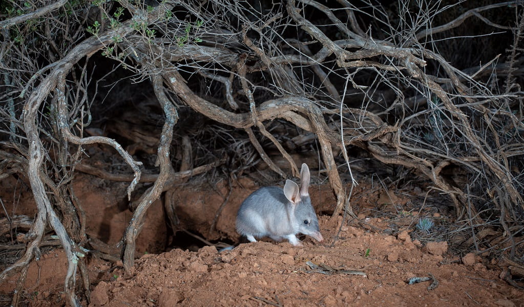 Young bilby at the entrance of its burrow. Photo: Brad Leue/Australian Wildlife Conservancy &copy; the photographer/AWC