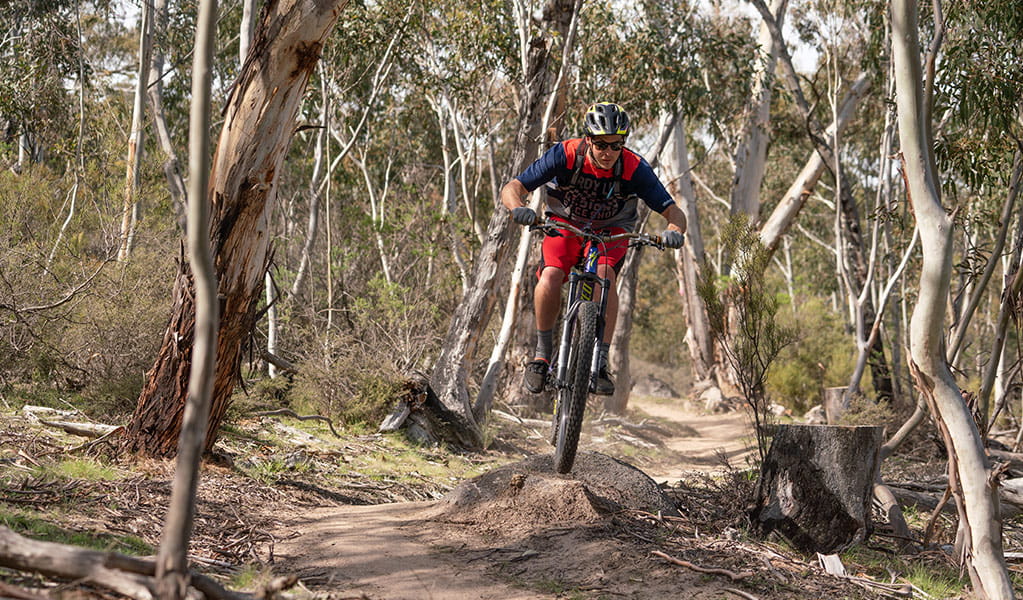 A mountain bike rider jumps over a track feature along a technical section of the lower Thredbo Valley track, Kosciuszko National Park. Photo: Robert Mulally/DPIE
