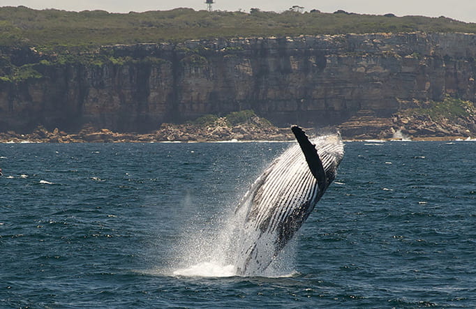 Humpback whale breaching. Photo: Paul Bieboer
