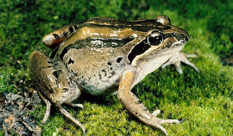 Brown striped frog. Photo: OEH