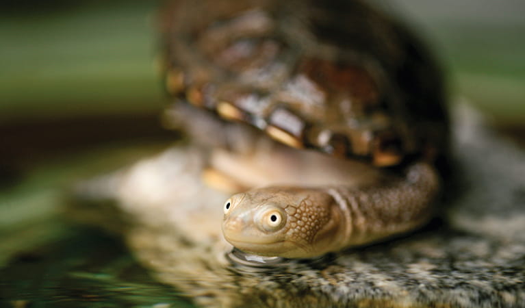 Eastern snake-necked turtle. Photo: Rosie Nicolai