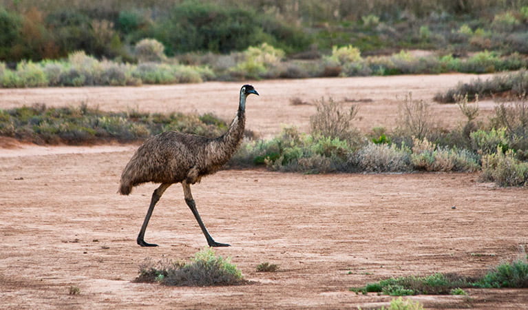 Emu, Yanga National Park. Photo: David Finnegan 