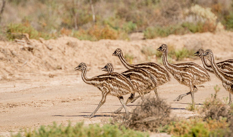 6 emu chicks crossing a dirt path. Photo: John Spencer/OEH