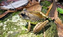 Profile view of a Fleay's barred frog on a rock surrounded by leaf litter. Photo: Peter Higgins &copy; DPE
