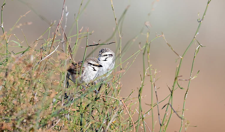 Two grey grasswrens sit next to each other atop dense grassland shrub branches. Photo: Laurie Ross &copy; Laurie Ross