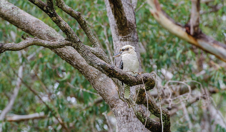 Laughing kookaburra sitting in a tree in Crowdy Bay National Park. Photo: John Spencer/OEH