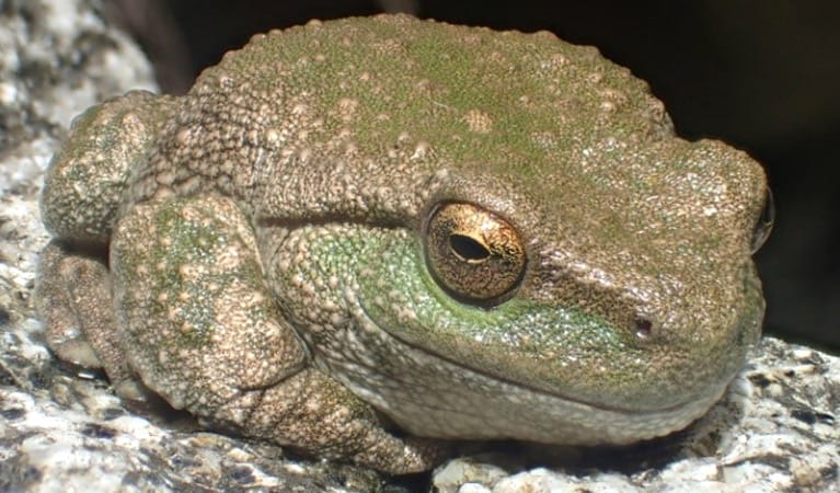 Close up of a spotted tree frog lying on a rock. Photo: Dave Hunter &copy; Dave Hunter