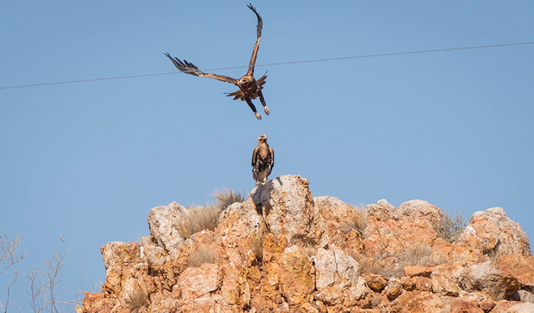 Wedge-tailed eagles on the rocks in Sturt National Park. Photo: John Spencer/OEH