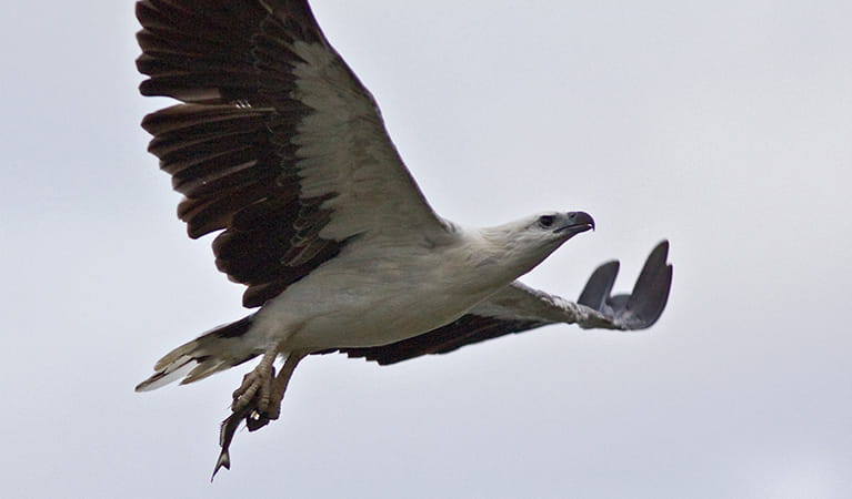 White-bellied sea eagle. Photo: John Turbill