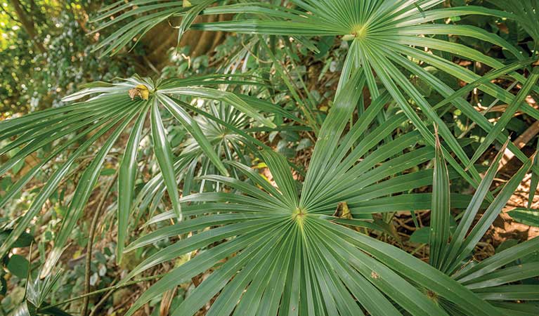Cabbage palm in John Gould Nature Reserve. Photo: John Spencer/OEH