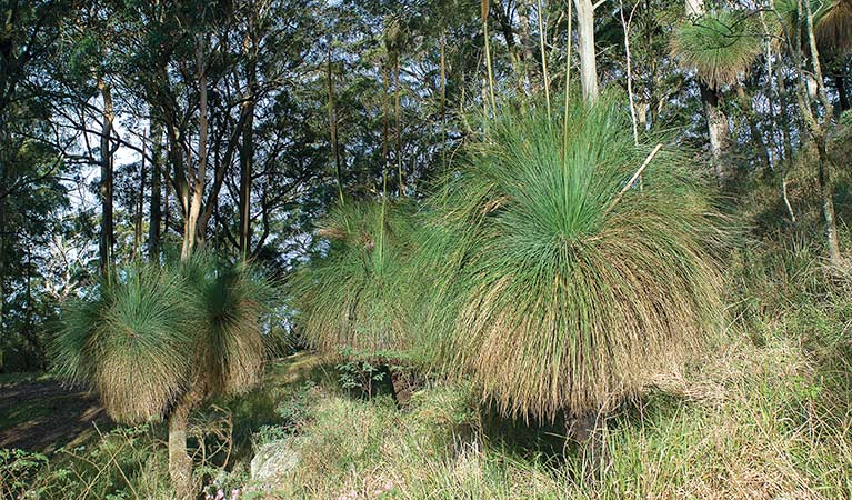 Grass trees, Sugarloaf State Conservation Area. Photo: Michael Van Ewijk