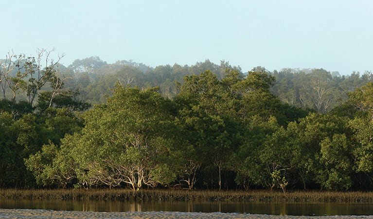 Grey mangrove. Photo: Shane Rumming