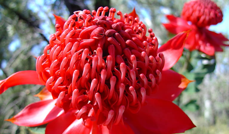 Waratah. Photo: Alexandra Simpson