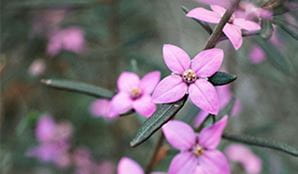 Close-up photograph of a boronia flower in Garigal National Park. Photo: Noah Strammbach