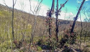 Fire-affected bush showing regrowth, near Blackheath in Blue Mountains National Park. Photo: DPE