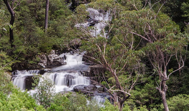 The view of Gloucester Falls from Gloucester Falls walking track in Barrington Tops National Park. Photo: John Spencer/NSW Government