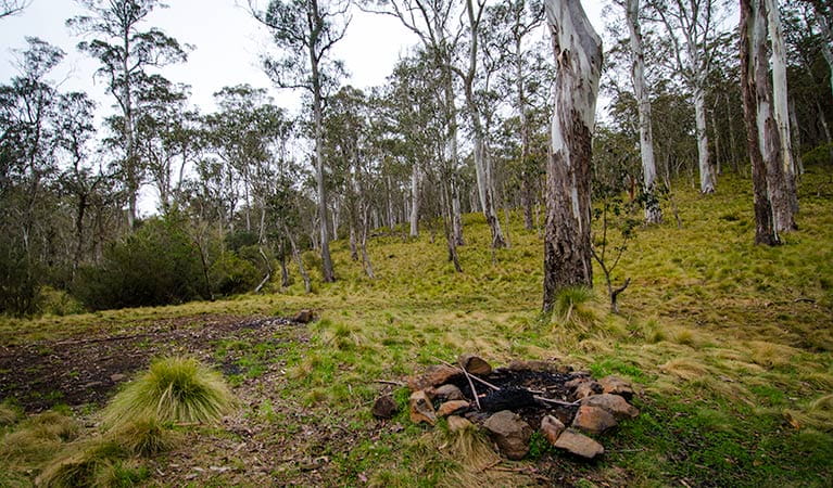 Gummi Falls campground, Barrington Tops State Conservation Area. Photo: John Spencer/NSW Government