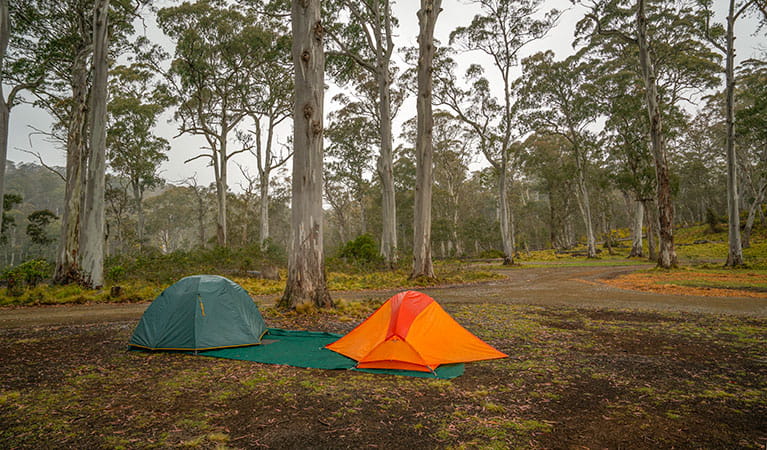 Two tents pitched under trees in Polblue campground and picnic area, Barrington Tops National Park. Photo: John Spencer/DPIE