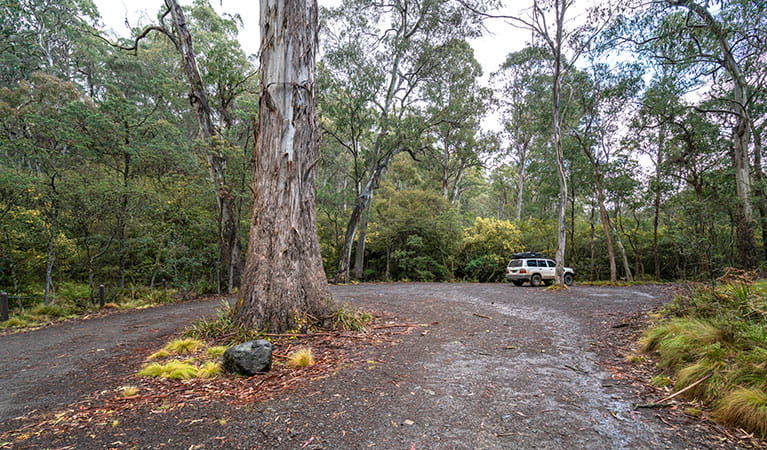 A 4WD parked under trees near Polblue Falls walk in Barrington Tops State Conservation Area. Photo: John Spencer