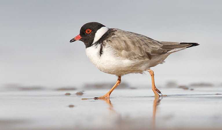 A hooded plover walking on the sand in Beowa National Park. Leo Berzins/DPIE