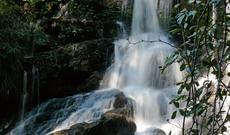 Bangalore Falls, Bindarri National Park. Photo &copy; Helen Clark