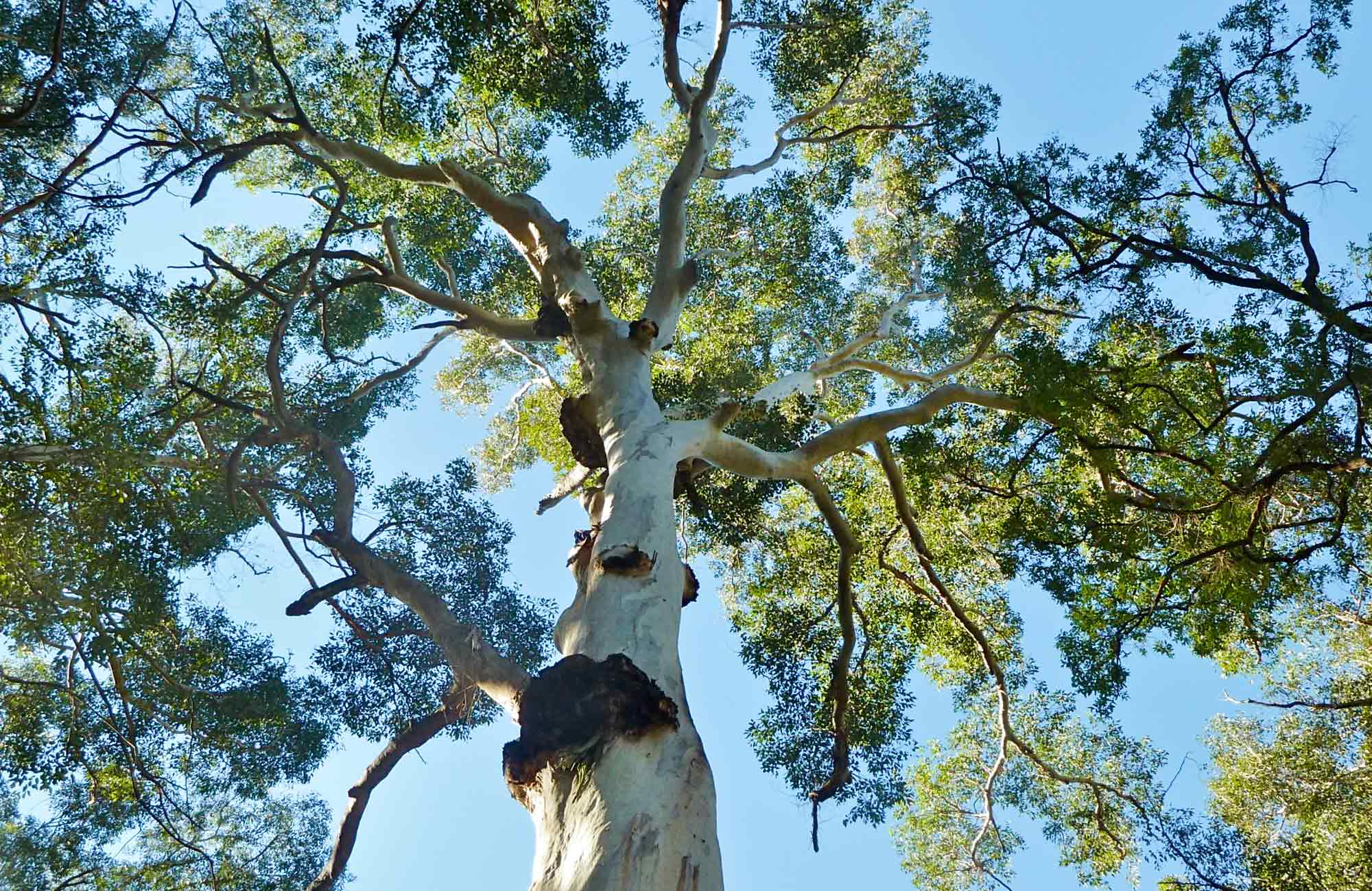 Blue Gum Forest NSW National Parks