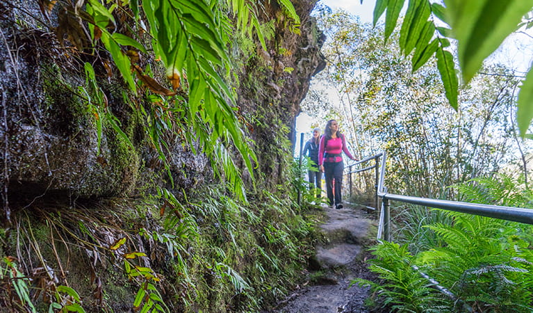 Walkers passing by lush ferns and hanging swamps on Govetts Leap descent walk. Photo: Simone Cottrell &copy; DPE