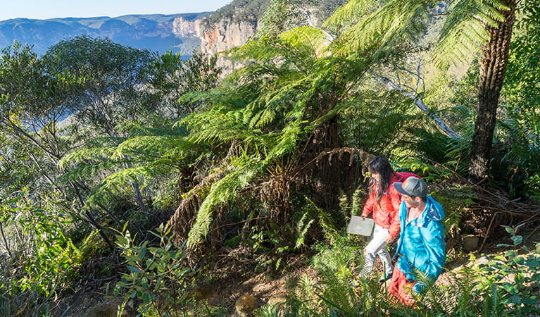 Walkers passing king ferns and views of the Grose Valley on Govetts Leap descent. Photo: Simone Cottrell &copy; DPE
