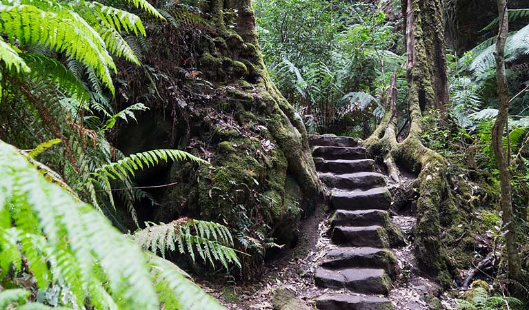 Rock-carved steps beside a tree on Grand Canyon track, Blue Mountains National Park. Photo: Simone Cottrell